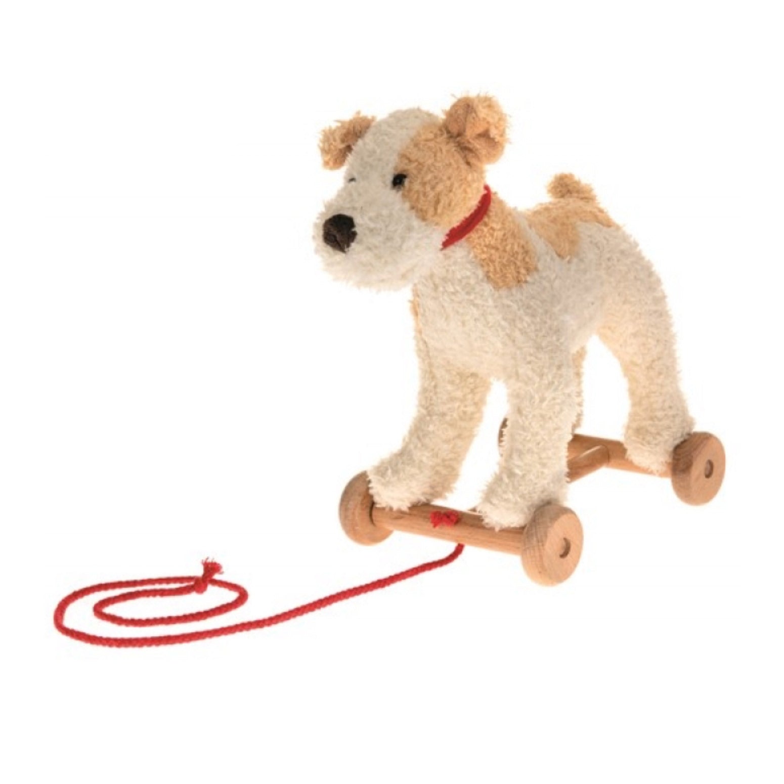 Der Hund ist ein Foxterrier und ist somit hellbeige mit einem dunkleren beige auf dem Rücken, im Gesicht und an den Ohren. 